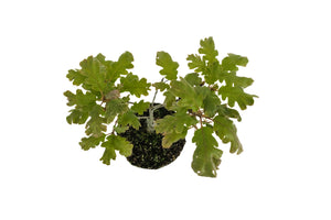 Bonsai Special | California Black Oak (D3)