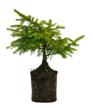 Load image into Gallery viewer, Bonsai Special | Serbian Spruce (D3)