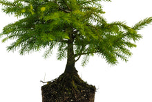 Load image into Gallery viewer, Bonsai Special | Serbian Spruce (D3)