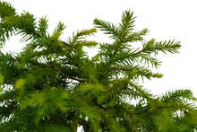 Load image into Gallery viewer, Bonsai Special | Serbian Spruce (D3)
