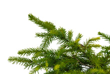 Load image into Gallery viewer, Bonsai Special | Serbian Spruce (D3)