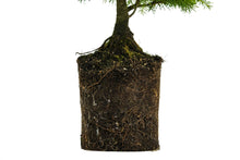 Load image into Gallery viewer, Bonsai Special | Serbian Spruce (D3)
