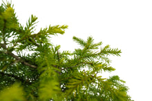 Load image into Gallery viewer, Bonsai Special | Serbian Spruce (D3)