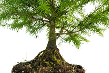 Load image into Gallery viewer, Bonsai Special | Serbian Spruce (D3)