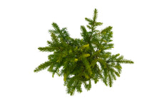Load image into Gallery viewer, Bonsai Special | Serbian Spruce (D3)