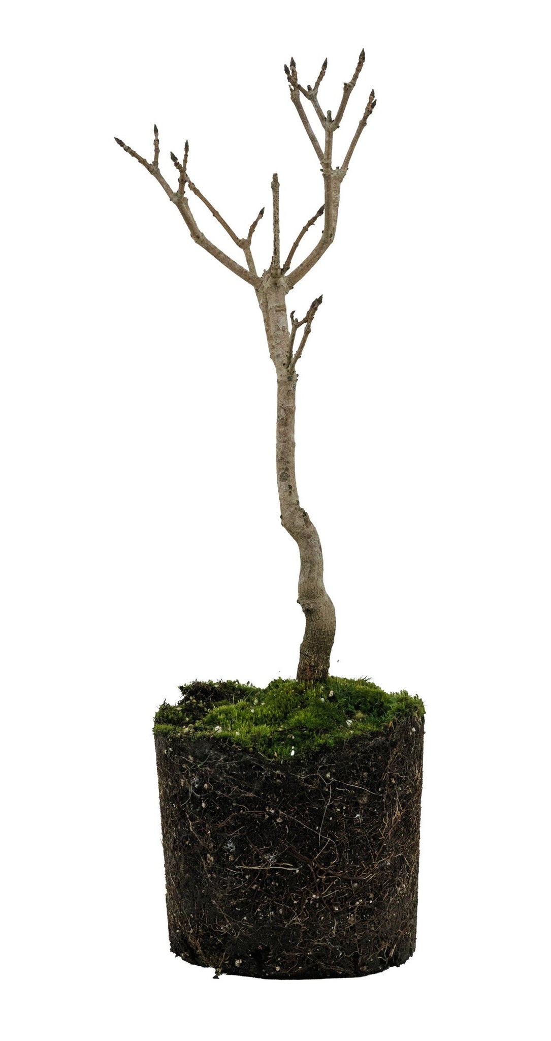 bonsai sugar maple tree Bonsai Special