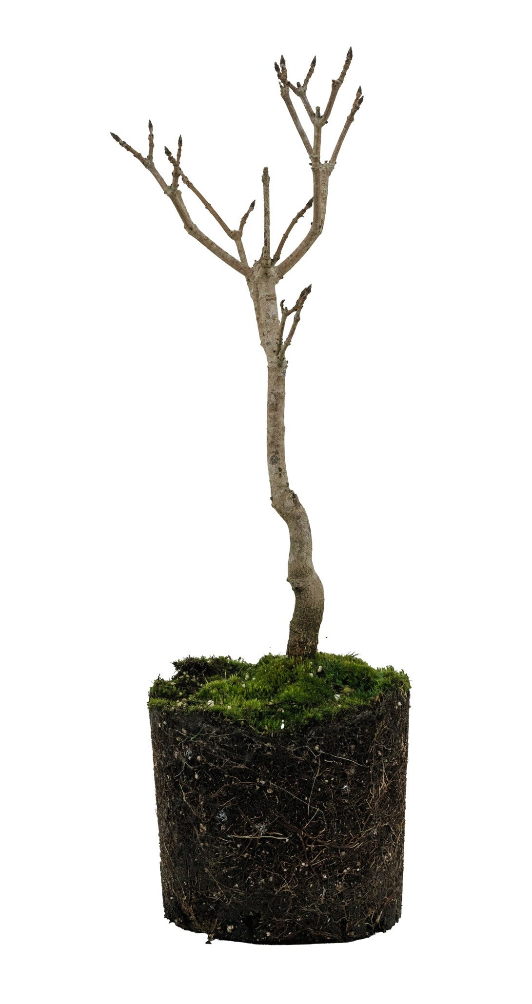 buy dead bonsai tree Bonsai Special