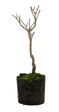 Load image into Gallery viewer, Bonsai Special | Sugar Maple (D3)