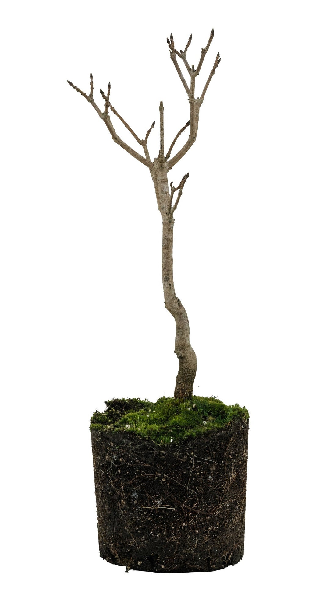 buy maple bonsai tree Bonsai Special