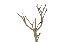 Load image into Gallery viewer, Bonsai Special | Sugar Maple (D3)