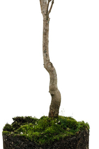 Bonsai Special