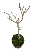 Load image into Gallery viewer, Bonsai Special | Sugar Maple (D3)
