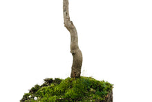 Load image into Gallery viewer, Bonsai Special | Sugar Maple (D3)