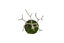 Load image into Gallery viewer, Bonsai Special | Sugar Maple (D3)