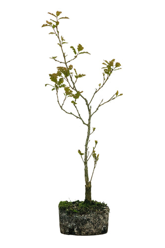 Bonsai Special | California Black Oak (D5)
