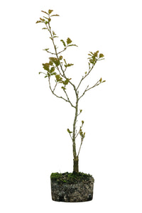 Bonsai Special | California Black Oak (D5)