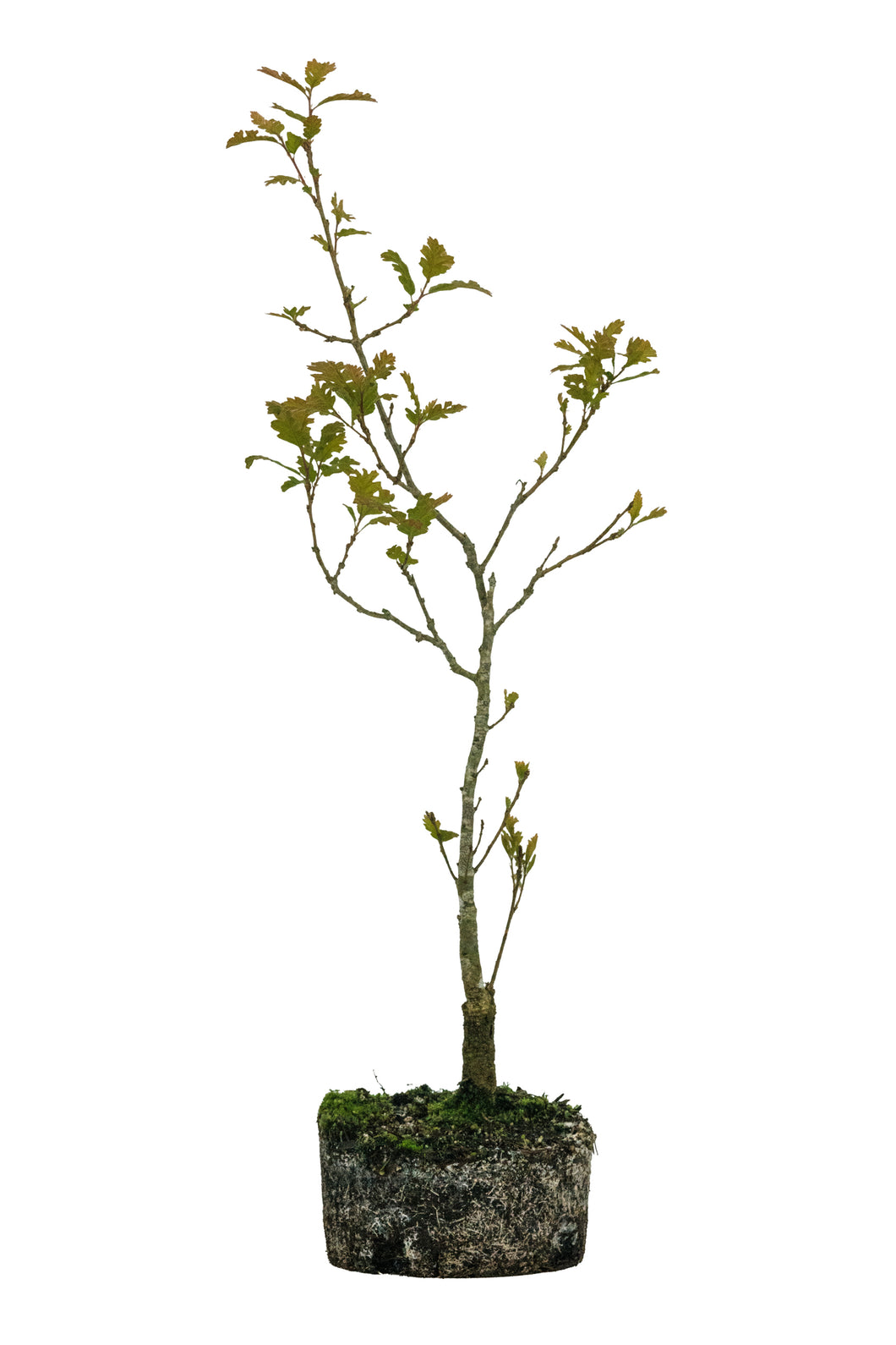 Bonsai Special | California Black Oak (D5)