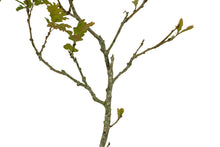 Load image into Gallery viewer, Bonsai Special | California Black Oak (D5)