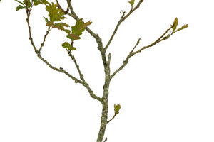 Bonsai Special | California Black Oak (D5)