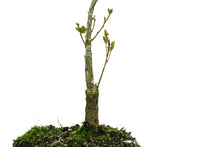Load image into Gallery viewer, Bonsai Special | California Black Oak (D5)