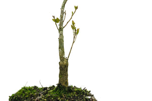 Bonsai Special | California Black Oak (D5)
