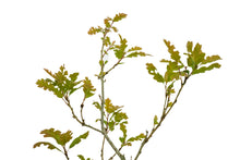 Load image into Gallery viewer, Bonsai Special | California Black Oak (D5)
