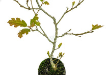 Load image into Gallery viewer, Bonsai Special | California Black Oak (D5)