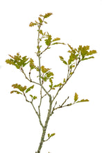 Load image into Gallery viewer, Bonsai Special | California Black Oak (D5)