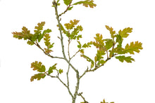 Load image into Gallery viewer, Bonsai Special | California Black Oak (D5)