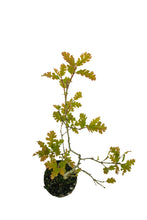Load image into Gallery viewer, Bonsai Special | California Black Oak (D5)