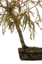 Load image into Gallery viewer, Bonsai Special | Montezuma Cypress (D5)