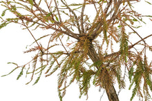 Load image into Gallery viewer, Bonsai Special | Montezuma Cypress (D5)