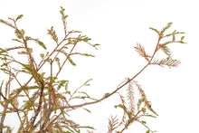 Load image into Gallery viewer, Bonsai Special | Montezuma Cypress (D5)