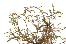 Load image into Gallery viewer, Bonsai Special | Montezuma Cypress (D5)