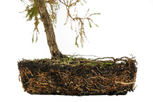 Load image into Gallery viewer, Bonsai Special | Montezuma Cypress (D5)