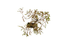 Load image into Gallery viewer, Bonsai Special | Montezuma Cypress (D5)