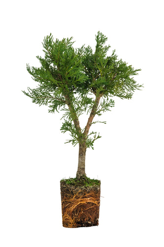 Bonsai Special | Incense Cedar (D6)