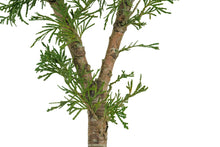 Load image into Gallery viewer, Bonsai Special | Incense Cedar (D6)