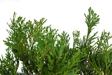 Load image into Gallery viewer, Bonsai Special | Incense Cedar (D6)