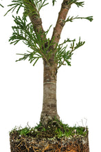 Load image into Gallery viewer, Bonsai Special | Incense Cedar (D6)