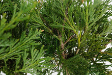 Load image into Gallery viewer, Bonsai Special | Incense Cedar (D6)