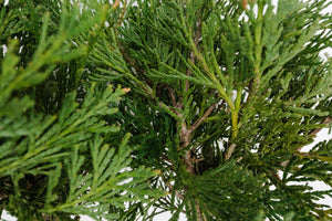 Bonsai Special | Incense Cedar (D6)