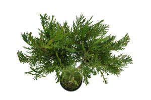 Bonsai Special | Incense Cedar (D6)