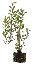 Load image into Gallery viewer, Bonsai Special | Antonovka Apple (D7)