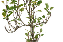 Load image into Gallery viewer, Bonsai Special | Antonovka Apple (D7)
