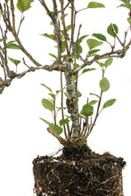 Load image into Gallery viewer, Bonsai Special | Antonovka Apple (D7)