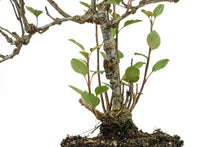 Load image into Gallery viewer, Bonsai Special | Antonovka Apple (D7)