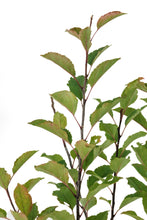 Load image into Gallery viewer, Bonsai Special | Antonovka Apple (D7)