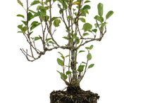 Load image into Gallery viewer, Bonsai Special | Antonovka Apple (D7)