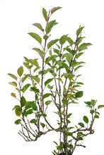 Load image into Gallery viewer, Bonsai Special | Antonovka Apple (D7)